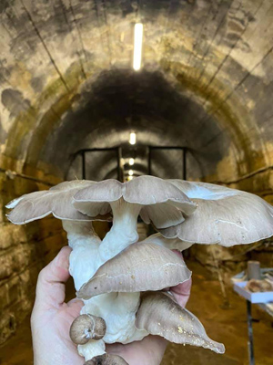 thenews_tunnel_hill_mushrooms_small_04